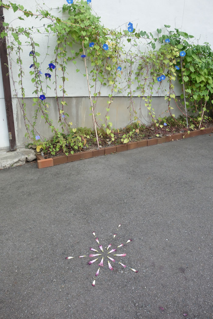 朝顔を並べてみた20250913