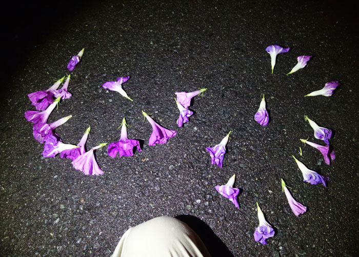 朝顔を並べてみた20250913