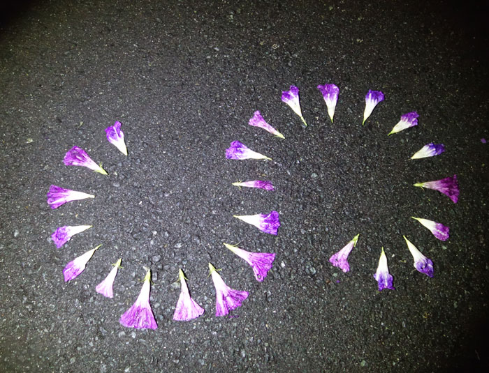 朝顔を並べてみた20250913