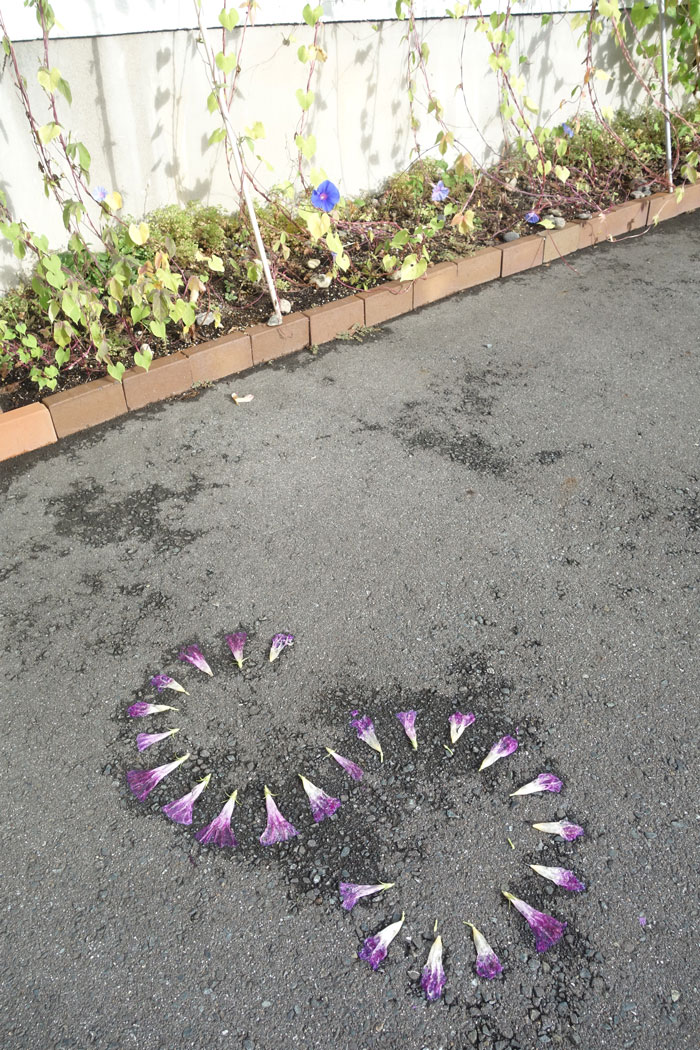 朝顔を並べてみた20250914