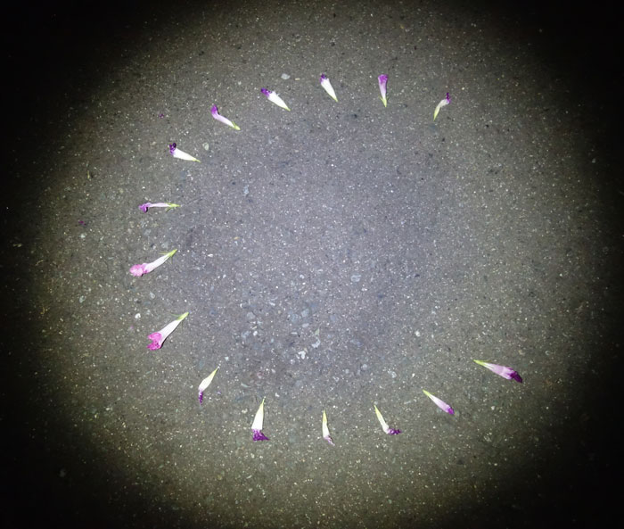 朝顔を並べてみた20250914