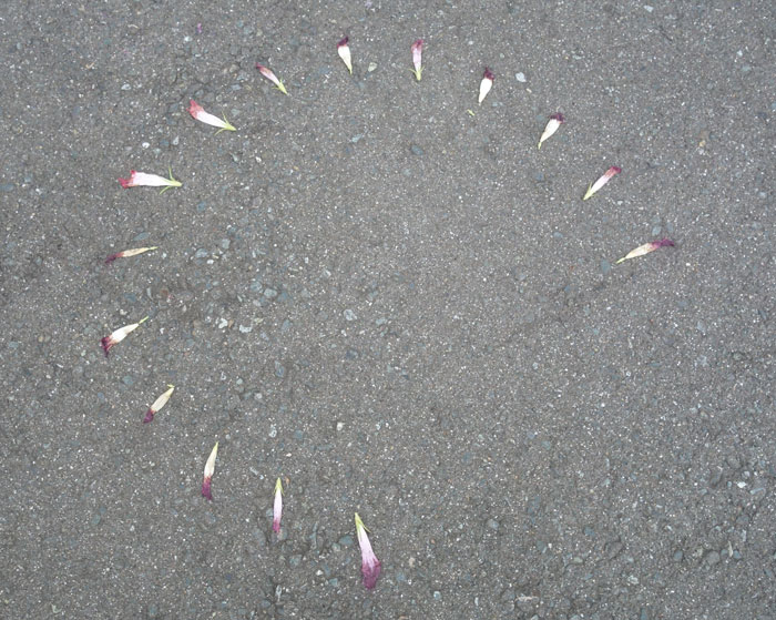 朝顔を並べてみた20250915