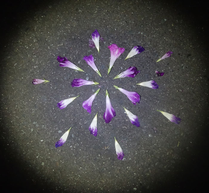 朝顔を並べてみた20250915