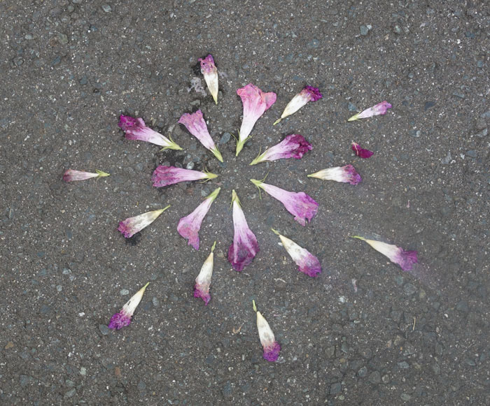 朝顔を並べてみた20250916