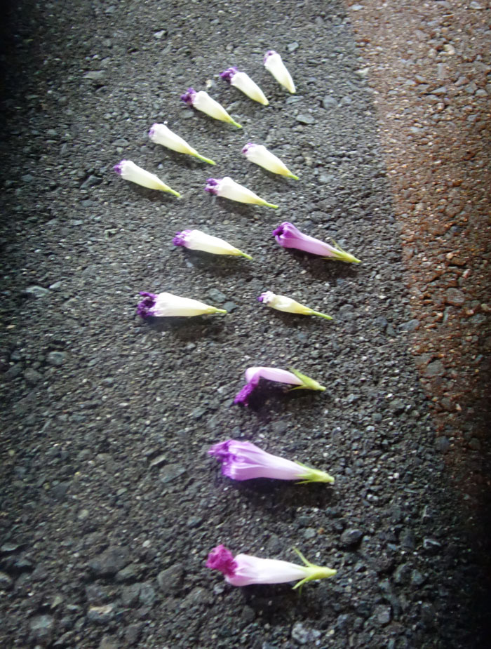 朝顔を並べてみた20250916