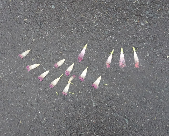 朝顔を並べてみた20250917