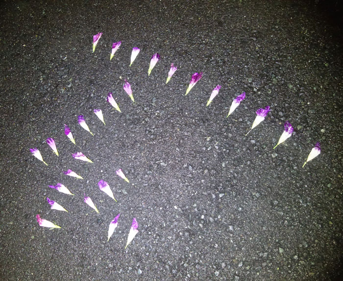 朝顔を並べてみた20250917