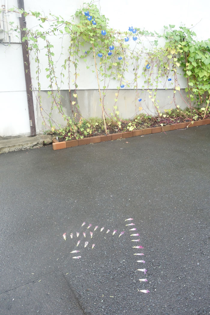 朝顔を並べてみた20250918