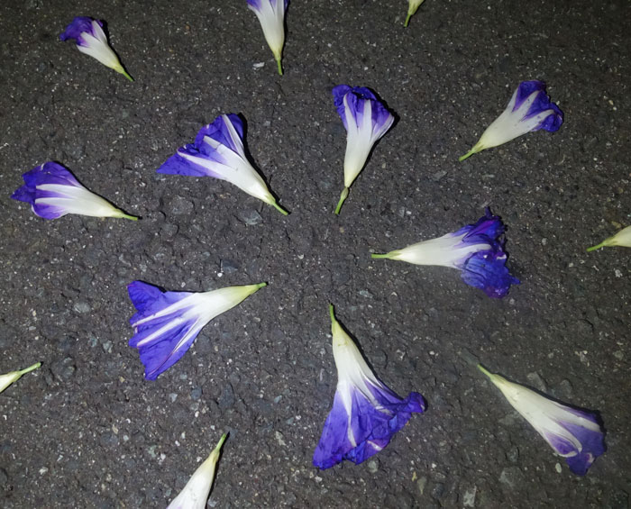 朝顔を並べてみた20250918