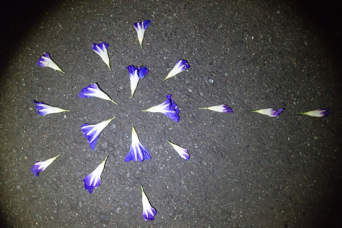 朝顔を並べてみた20250918