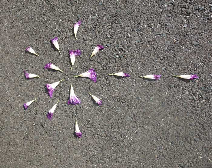 朝顔を並べてみた20250919