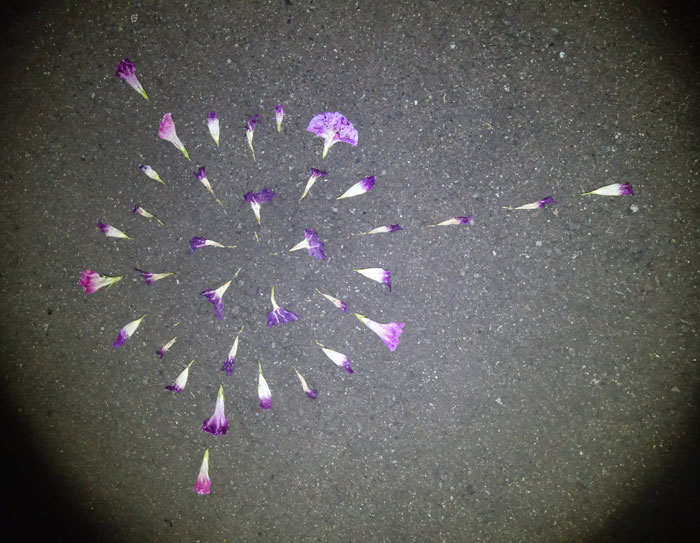 朝顔を並べてみた20250920