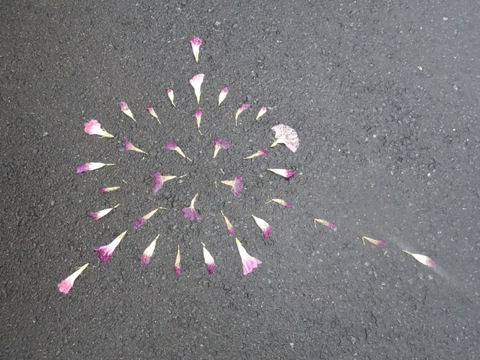 朝顔を並べてみた20250920