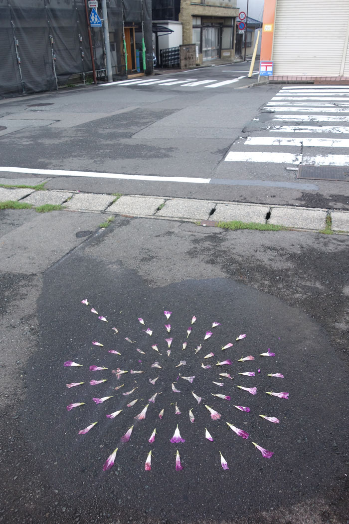 朝顔を並べてみた20250921