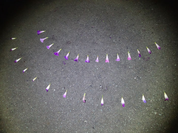 朝顔を並べてみた20250921