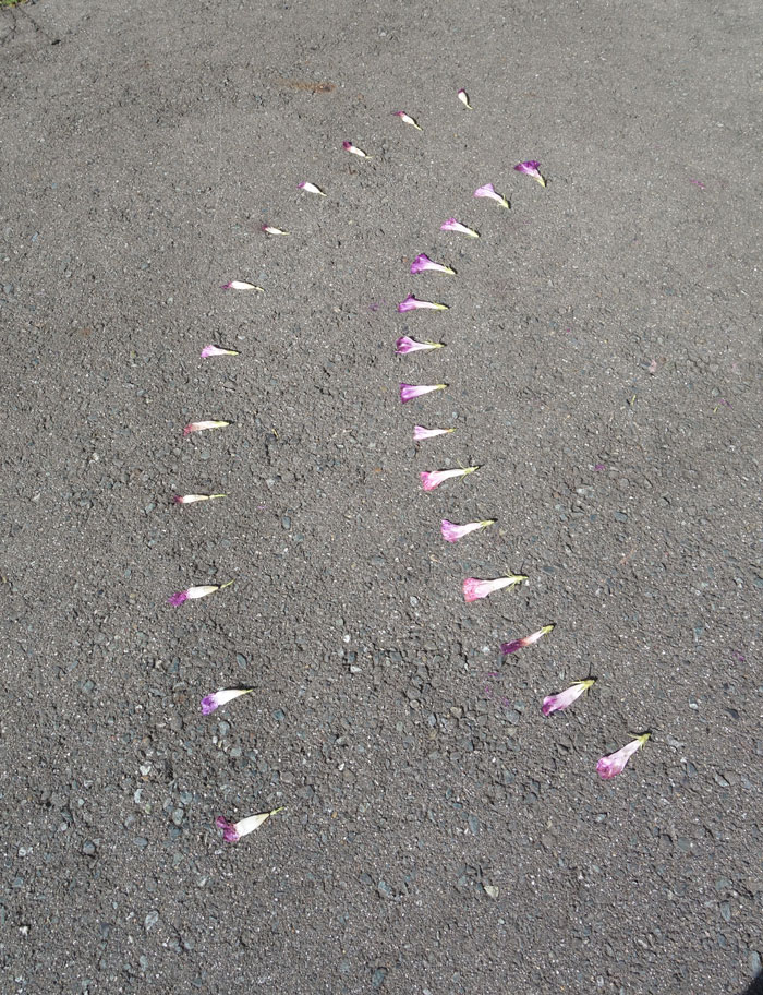 朝顔を並べてみた20250922