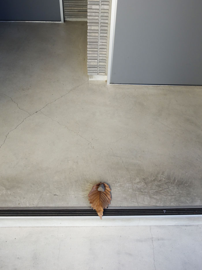 朝顔を並べてみた20250922