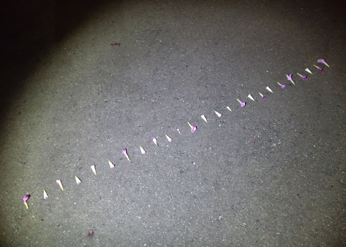 朝顔を並べてみた20250923