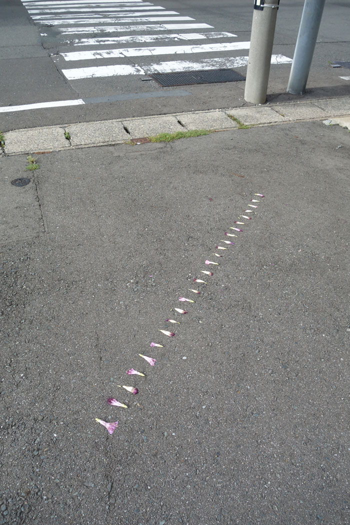 朝顔を並べてみた20250923