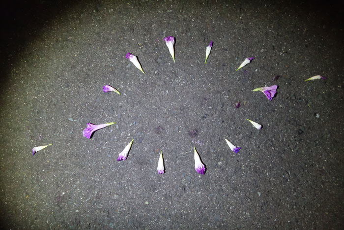 朝顔を並べてみた20250923