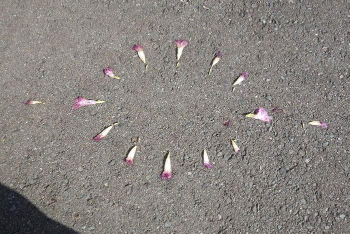 朝顔を並べてみた20250924