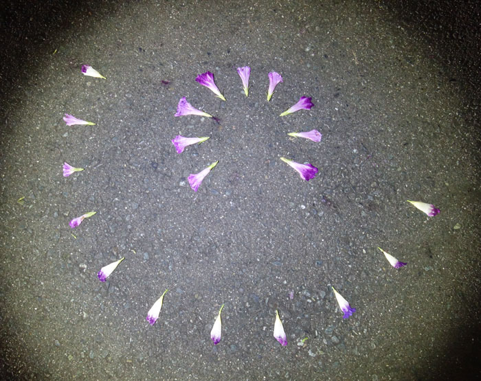 朝顔を並べてみた20250924