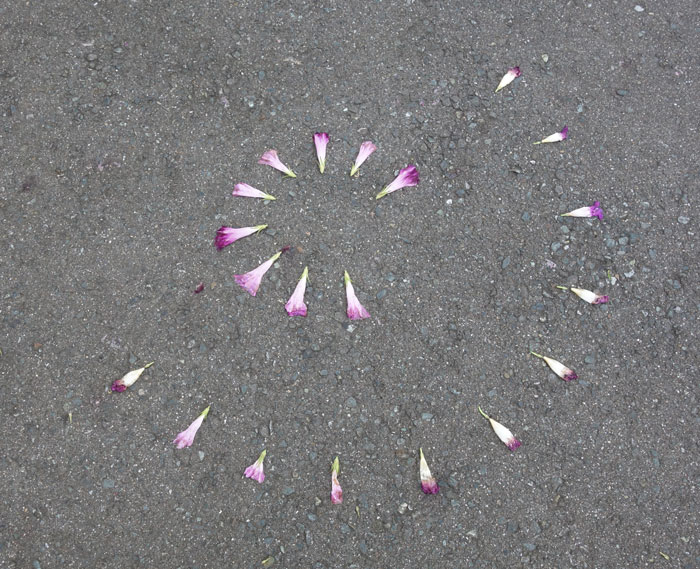 朝顔を並べてみた20250925