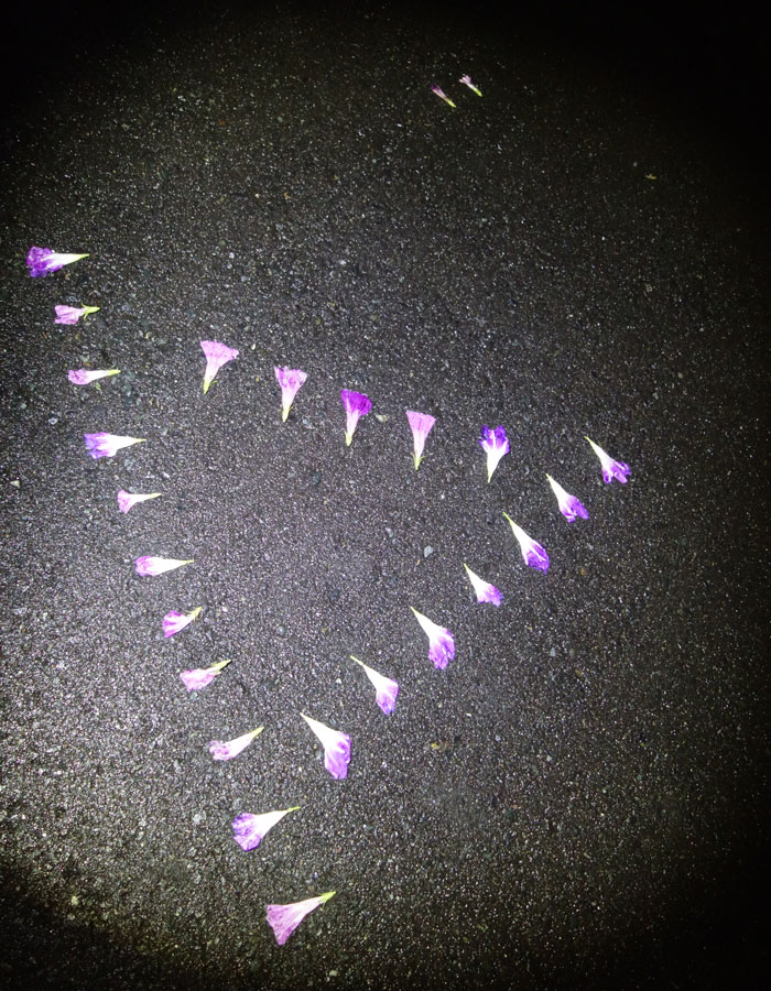 朝顔を並べてみた20250925