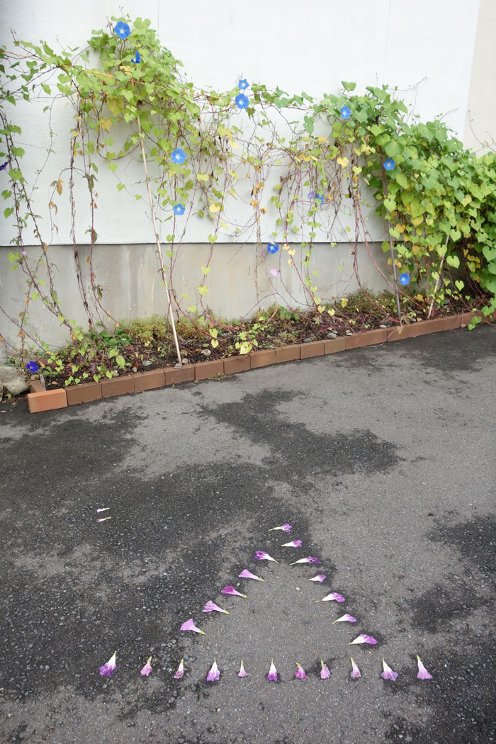 朝顔を並べてみた20250926