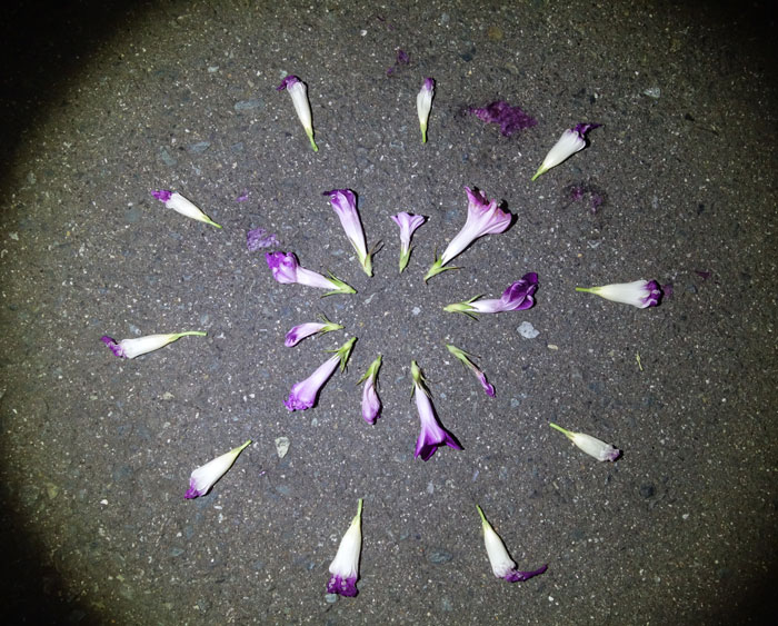 朝顔を並べてみた20250926