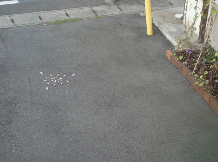 朝顔を並べてみた20250927