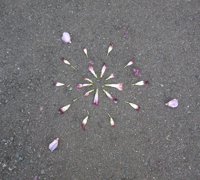 朝顔を並べてみた20250927