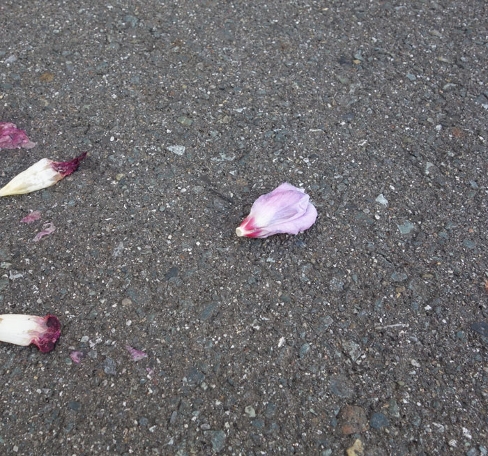 朝顔を並べてみた20250927