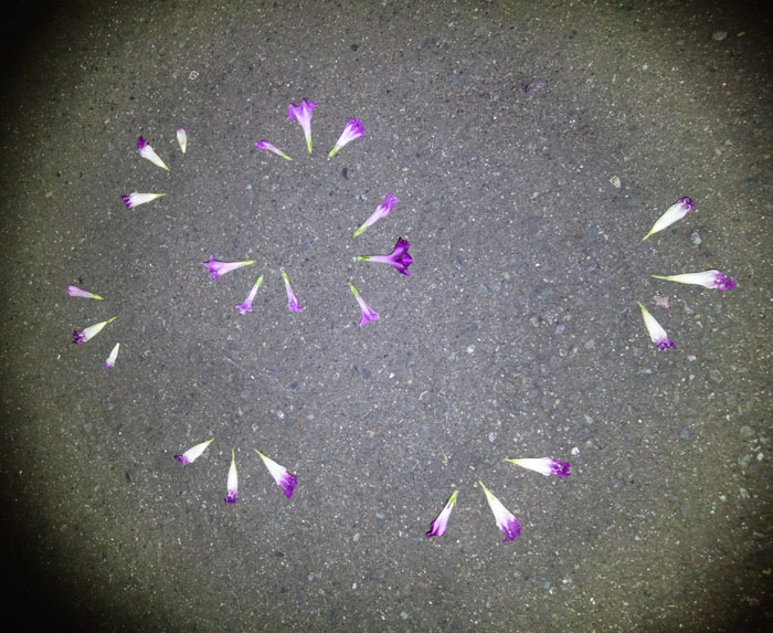 朝顔を並べてみた20250927