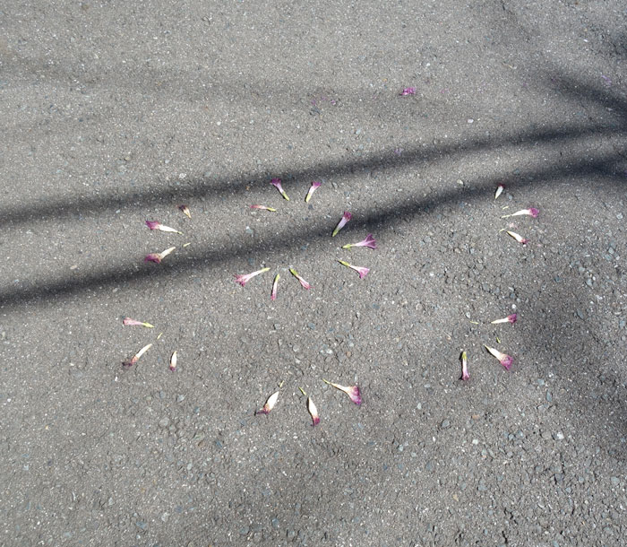 朝顔を並べてみた20250928