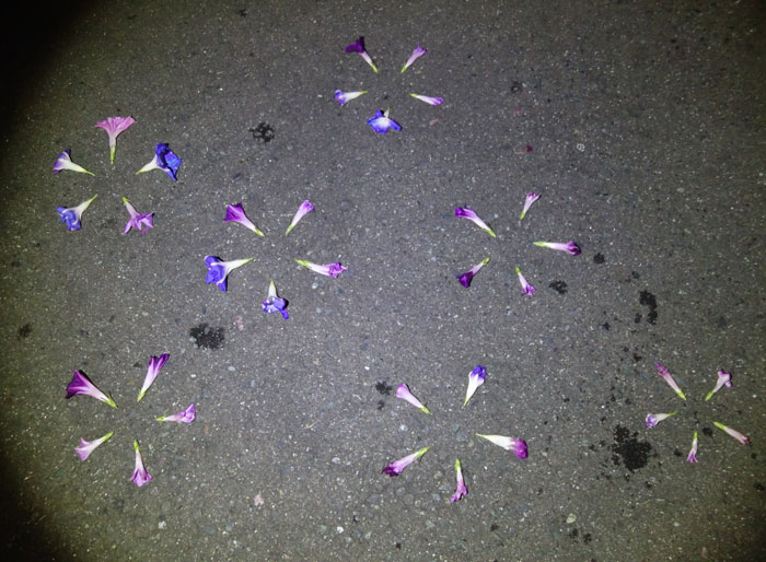 朝顔を並べてみた20250929