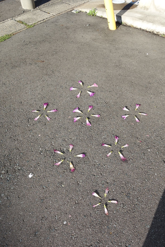 朝顔を並べてみた20250930