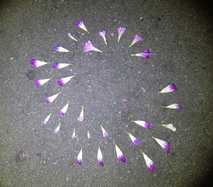 朝顔を並べてみた20250930