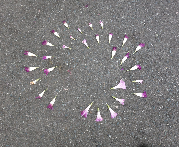 朝顔を並べてみた20251001