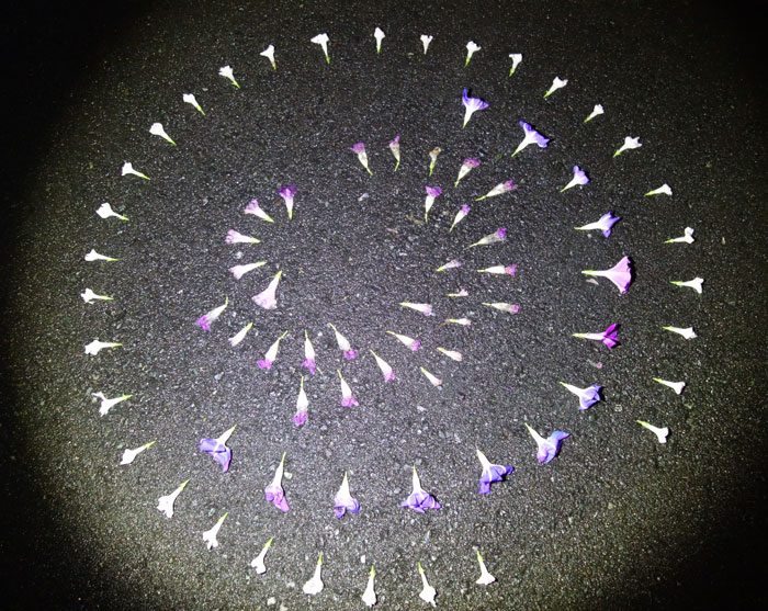 朝顔を並べてみた20251001