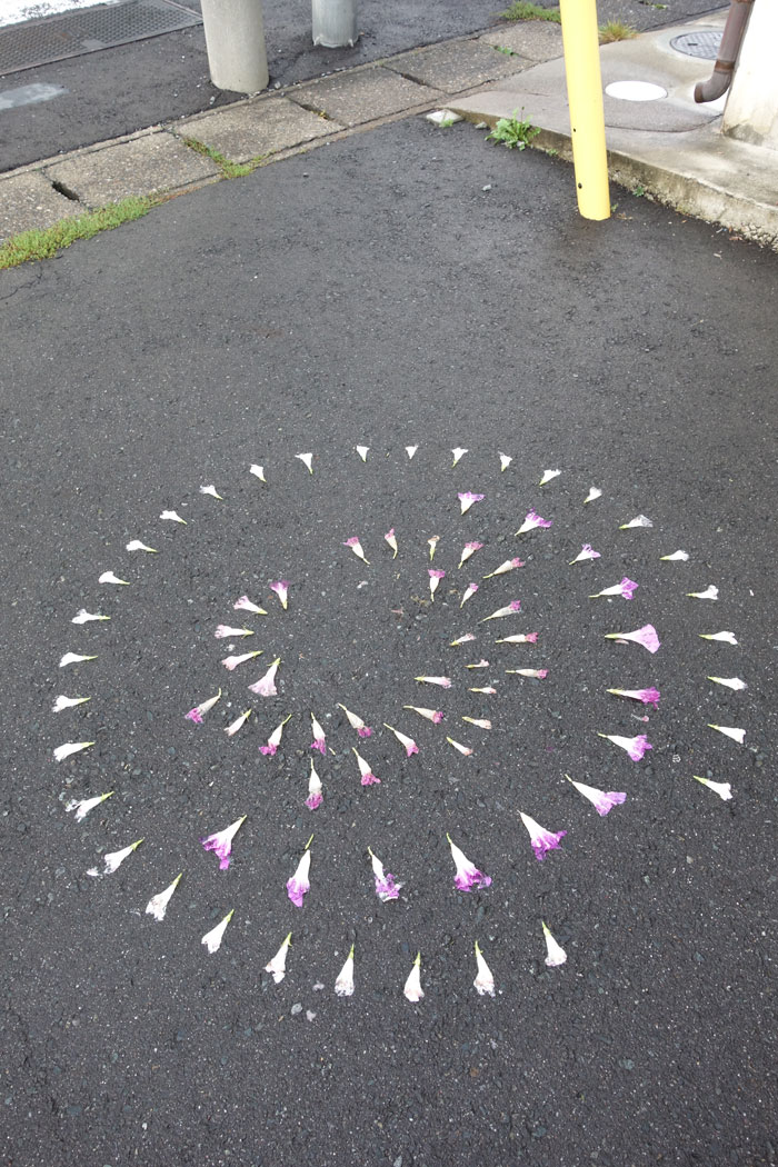 朝顔を並べてみた20251002