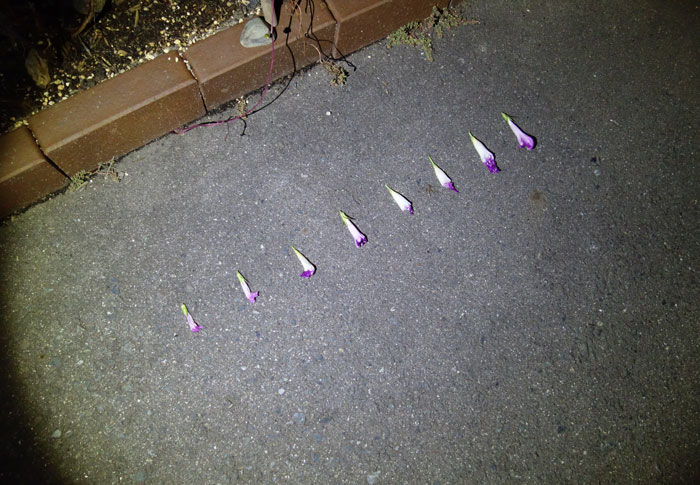 朝顔を並べてみた20251003