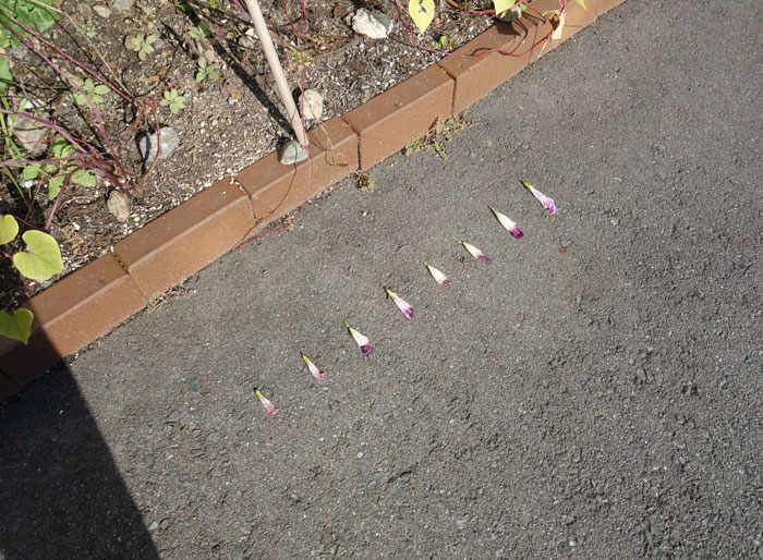 朝顔を並べてみた20251003