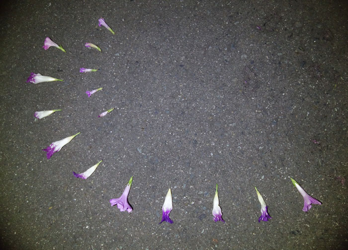 朝顔を並べてみた20251003