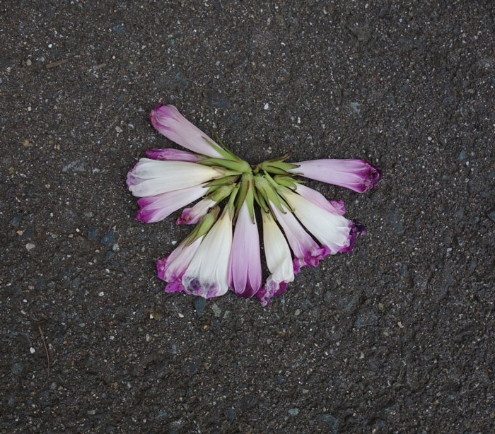 朝顔を並べてみた20251007