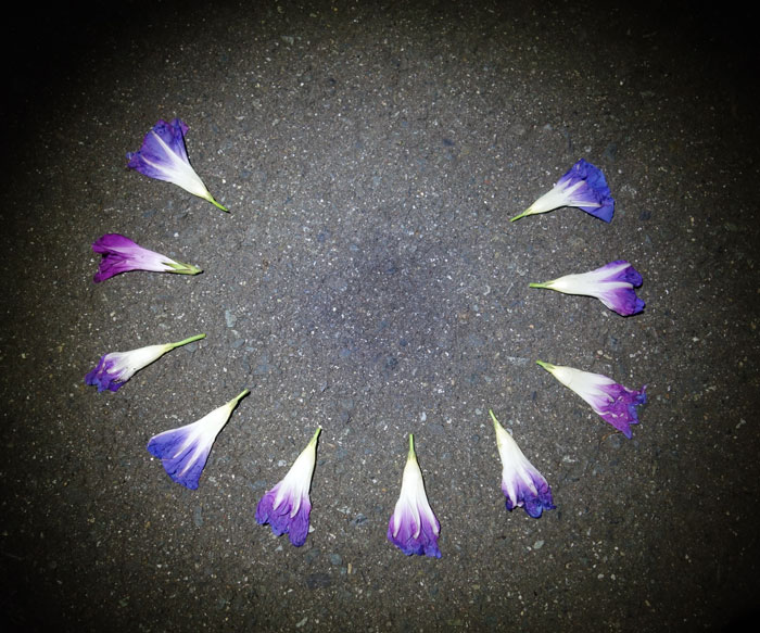 朝顔を並べてみた20251007