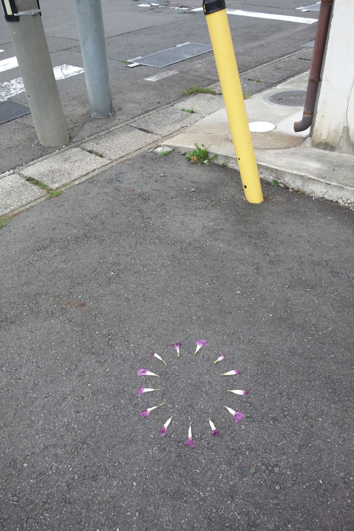 朝顔を並べてみた20251009