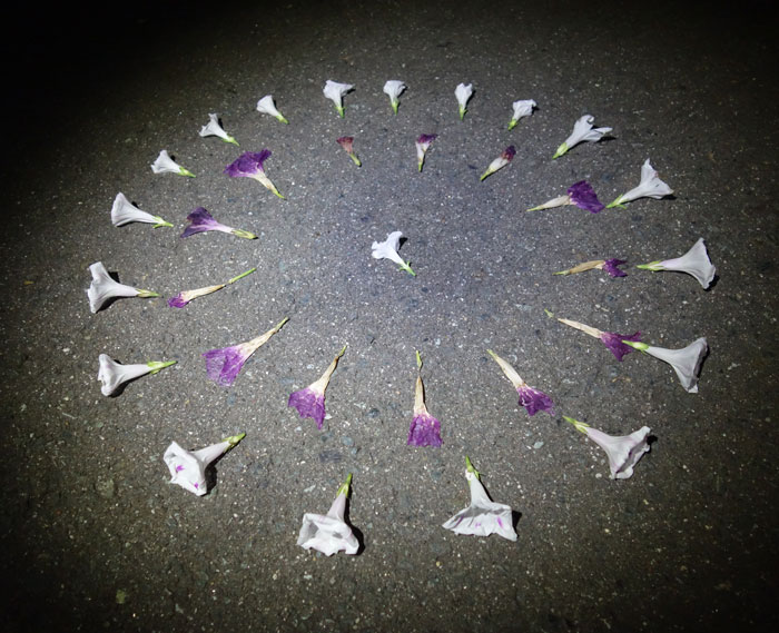 朝顔を並べてみた20251009