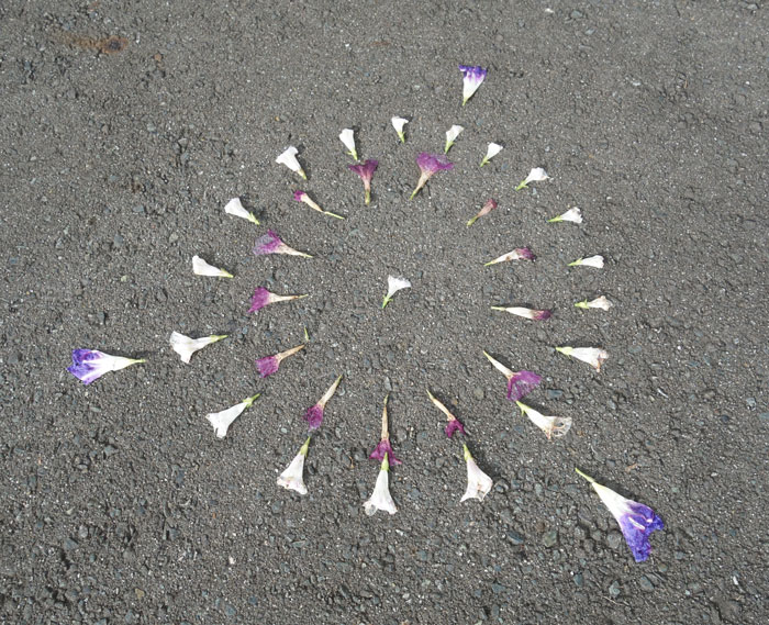 朝顔を並べてみた20251010