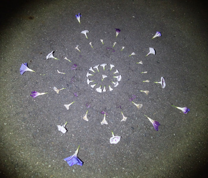 朝顔を並べてみた20251010